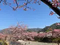 河津桜の写真_745639