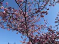 河津桜の写真_745640