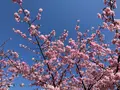 河津桜の写真_745641