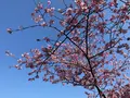 河津桜の写真_745642