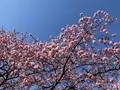 河津桜の写真_745643