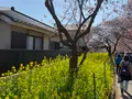 河津桜の写真_745644