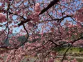 河津桜の写真_745645