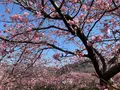 河津桜の写真_745646