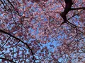 河津桜の写真_745647
