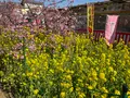 河津桜の写真_745648