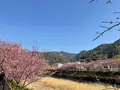 河津桜の写真_745649