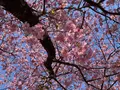 河津桜の写真_745651