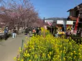 河津桜の写真_745652