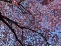 河津桜の写真_745653