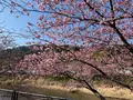 河津桜の写真_745655