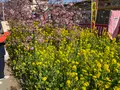 河津桜の写真_745656