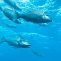 ブセナ海中公園 海中展望塔の写真_750064