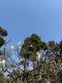 兼六園の写真_750243