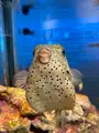 四国水族館の写真_751176