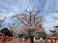 松ヶ岡公園の写真_751739