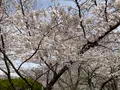 松ヶ岡公園の写真_751742