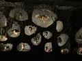 水木しげる記念館の写真_755103