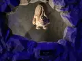 水木しげる記念館の写真_755104