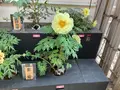 由志園の写真_755130