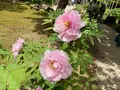 由志園の写真_755132
