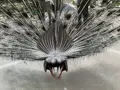 松江フォーゲルパークの写真_755339