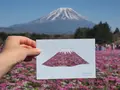 富士芝桜まつりの写真_756111