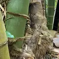 ガンガラーの谷の写真_758090