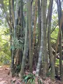 ガンガラーの谷の写真_758093