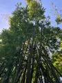 ガンガラーの谷の写真_758094