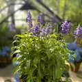 Nicolai Bergmann Hakone Gardensの写真_765167
