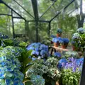 Nicolai Bergmann Hakone Gardensの写真_765168