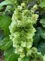 Nicolai Bergmann Hakone Gardensの写真_765169