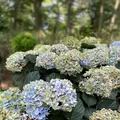 Nicolai Bergmann Hakone Gardensの写真_765171