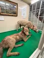 北海道大学植物園の写真_775751