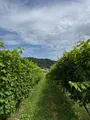 NIKI Hills ワイナリー / ㈱NIKI Hillsファームの写真_775827