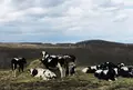 ナイタイ高原牧場の写真_77784