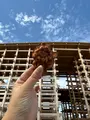 ばらいも produced byらぽっぽの写真_781324