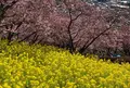 松田山ハーブガーデンの写真_781731