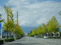 甲斐善光寺の写真_782429