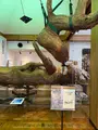 屋久杉自然館の写真_786498