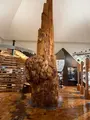 屋久杉自然館の写真_786500