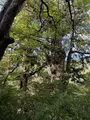 夫婦杉の写真_786515