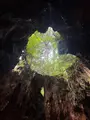 ウィルソン株の写真_786516