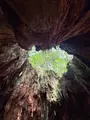 ウィルソン株の写真_786518