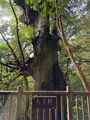 大王杉の写真_786519