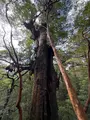 大王杉の写真_786520