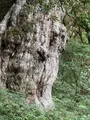縄文杉の写真_786523