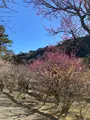 熱海梅園の写真_799974
