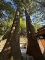 丹生川上神社 中社 相生の大杉の写真_802452